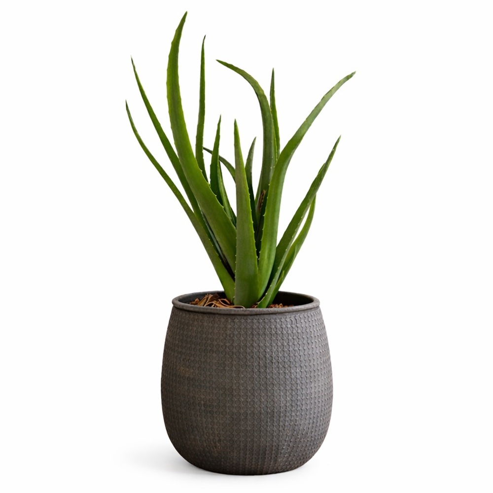 Faux Aloe Vera Plant Tropical Succulent‎ Indoor Decor 30” Tall